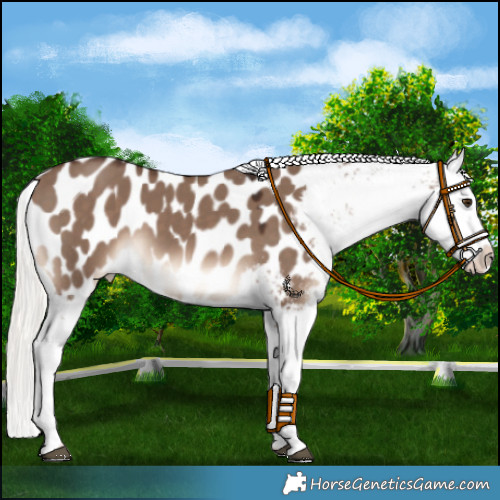 Horse Color:Liver Red Dun Mushroom Appaloosa 