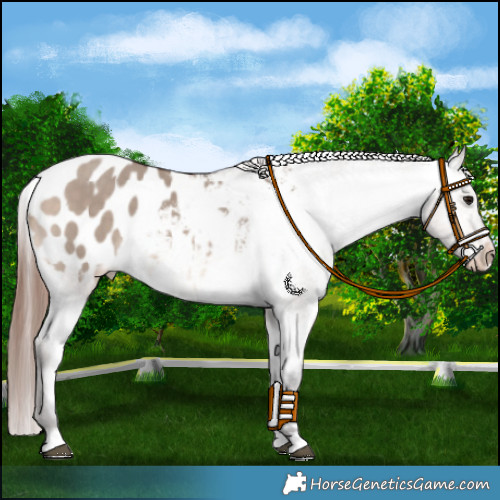 Horse Color:Bay Dun Mushroom Appaloosa