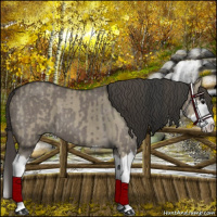Horse Color:Grullo Sabino Splash and Smoky Grullo Sabino Splash