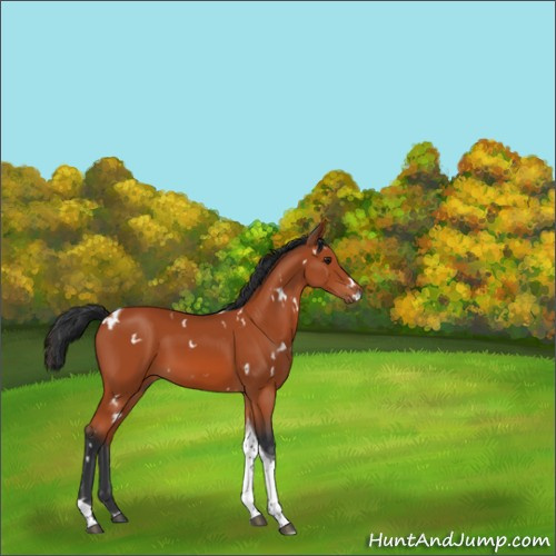 Horse Color:White Spotted Brown Tobiano