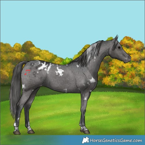 Horse Color:White Spotted Black Tobiano Appaloosa 