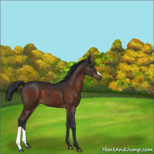Horse Color:Brown 