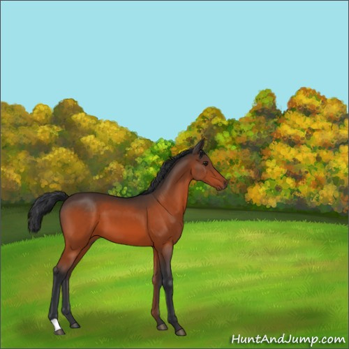 Horse Color:Brown 