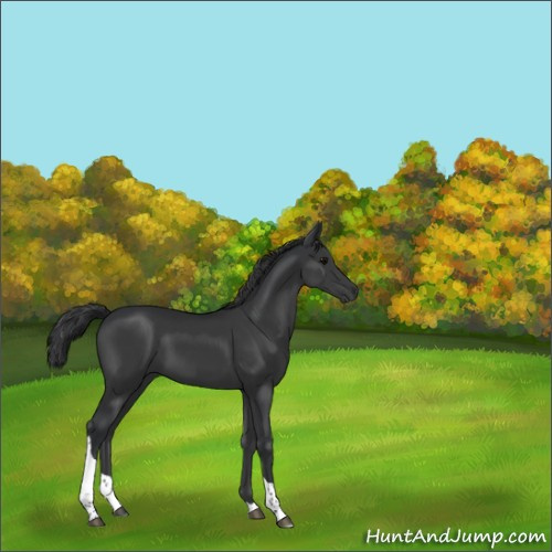 Horse Color:Black Tobiano