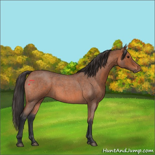 Horse Color:Bay Roan 