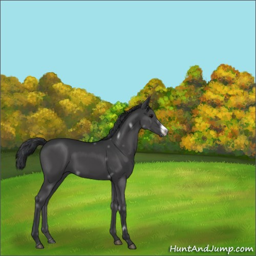 Horse Color:White Spotted Black Frame 