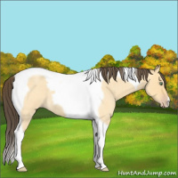 Horse Color:Amber Cream Champagne Roan Dun Tobiano