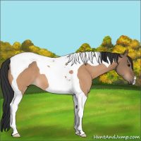 Horse Color:Bay Dun Tobiano