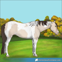 Horse Color:Sable Champagne Dun Tobiano