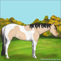 Horse Color:Bay Dun Tobiano