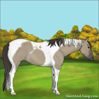 Horse Color:Smoky Grullo Roan Tobiano 