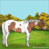 Horse Color:Silver Bay Roan Tobiano