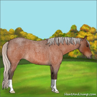 Horse Color:Silver Bay Roan