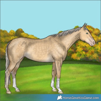 Horse Color:Silver Classic Cream Champagne Dun 