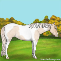 Horse Color:Silver Amber Champagne Roan Dun Tobiano