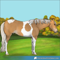 Horse Color:Silver Buckskin Tobiano