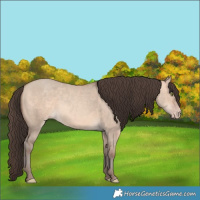 Horse Color:Amber Champagne Dun 