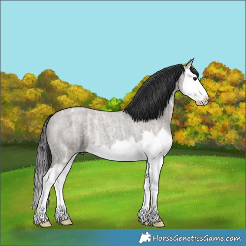 Horse Color:Grullo Ice Roan Splash 