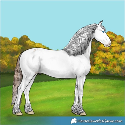 Horse Color:Bay Dun Splash Tobiano Appaloosa 