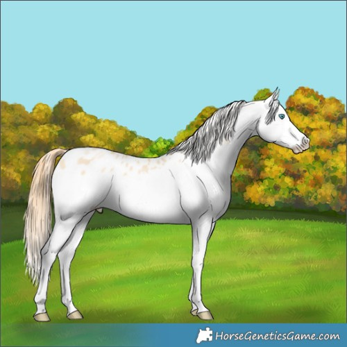 Horse Color:Buckskin Pearl Dun Splash Appaloosa 