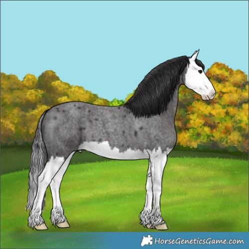 Horse Color:Smoky Blue Roan Splash 