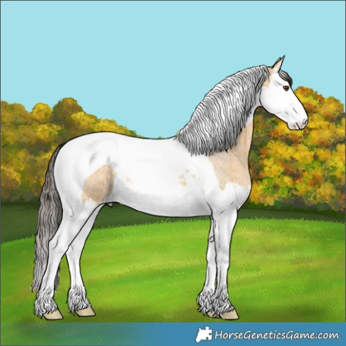 Horse Color:Buckskin Roan Dun Splash Tobiano 