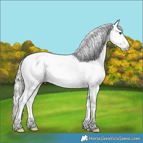 Horse Color:Silver Bay Dun Splash Appaloosa 