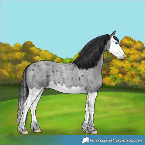 Horse Color:Blue Roan Splash 