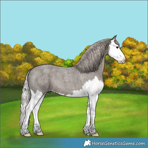Horse Color:Silver Blue Roan Splash 