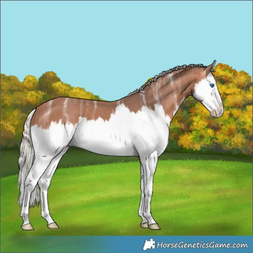 Horse Color:Silver Bay Ice Splash 