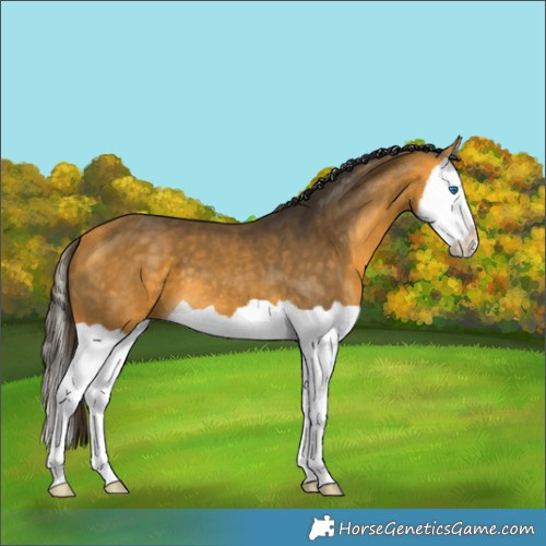 Horse Color:Buckskin Splash 