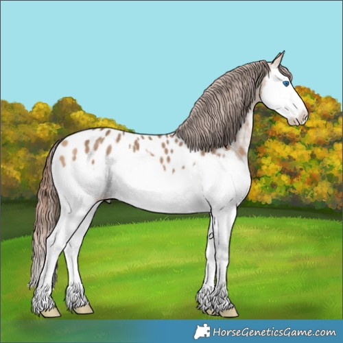 Horse Color:Bay Dun Splash Appaloosa 