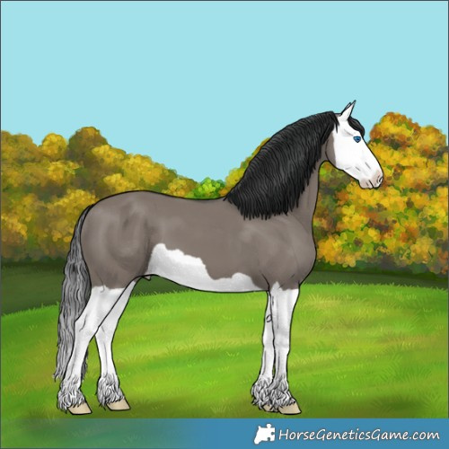Horse Color:Grullo Splash 