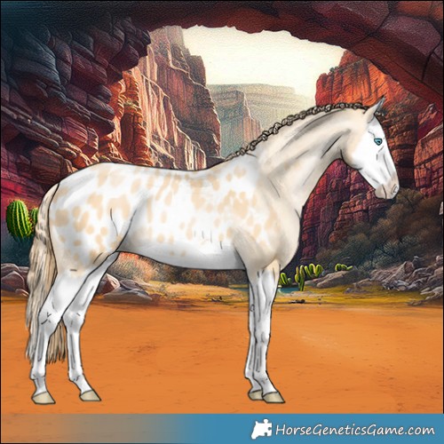 Horse Color:Buckskin Pearl Splash Appaloosa 