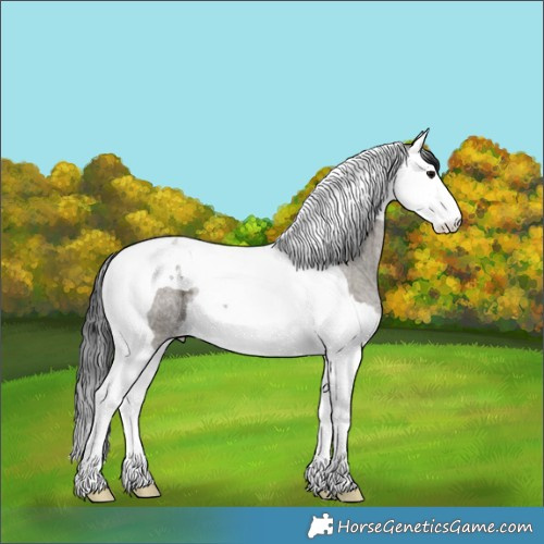 Horse Color:Grullo Roan Splash Tobiano 