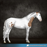 Horse Color:Gray Silver Sable Champagne Splash Tobiano Appaloosa Rabicano