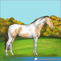 Horse Color:Sable Cream Champagne Dun Tobiano 