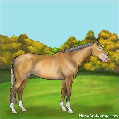 Horse Color:Gray Silver Amber Cream Champagne Rabicano 