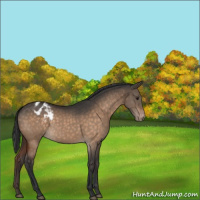 Horse Color:Brown Dun Appaloosa 