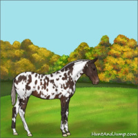 Horse Color:White Spotted Silver Brown Appaloosa 