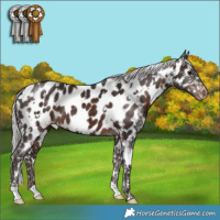 Horse Color:White Spotted Silver Brown Appaloosa 