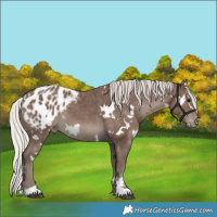 Horse Color:White Spotted Silver Black Blanket Rabicano