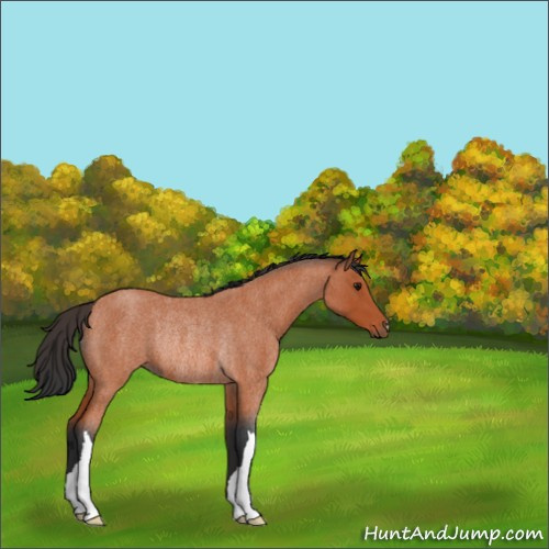 Horse Color:Bay Roan Rabicano 