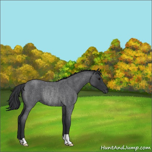Horse Color:Blue Roan Rabicano 