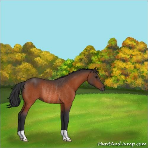 Horse Color:Bay Rabicano 