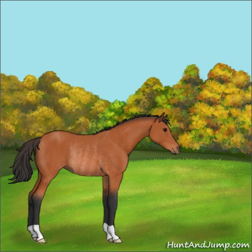 Horse Color:Bay Rabicano 