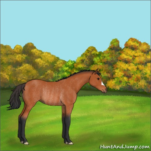 Horse Color:Bay Rabicano 