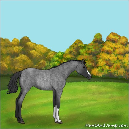 Horse Color:Blue Roan Rabicano 