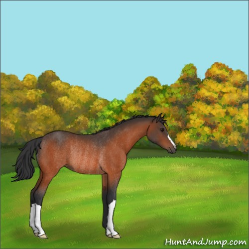 Horse Color:Bay Rabicano 