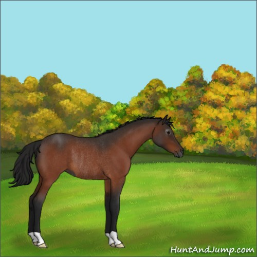 Horse Color:Gray Bay Roan Rabicano 